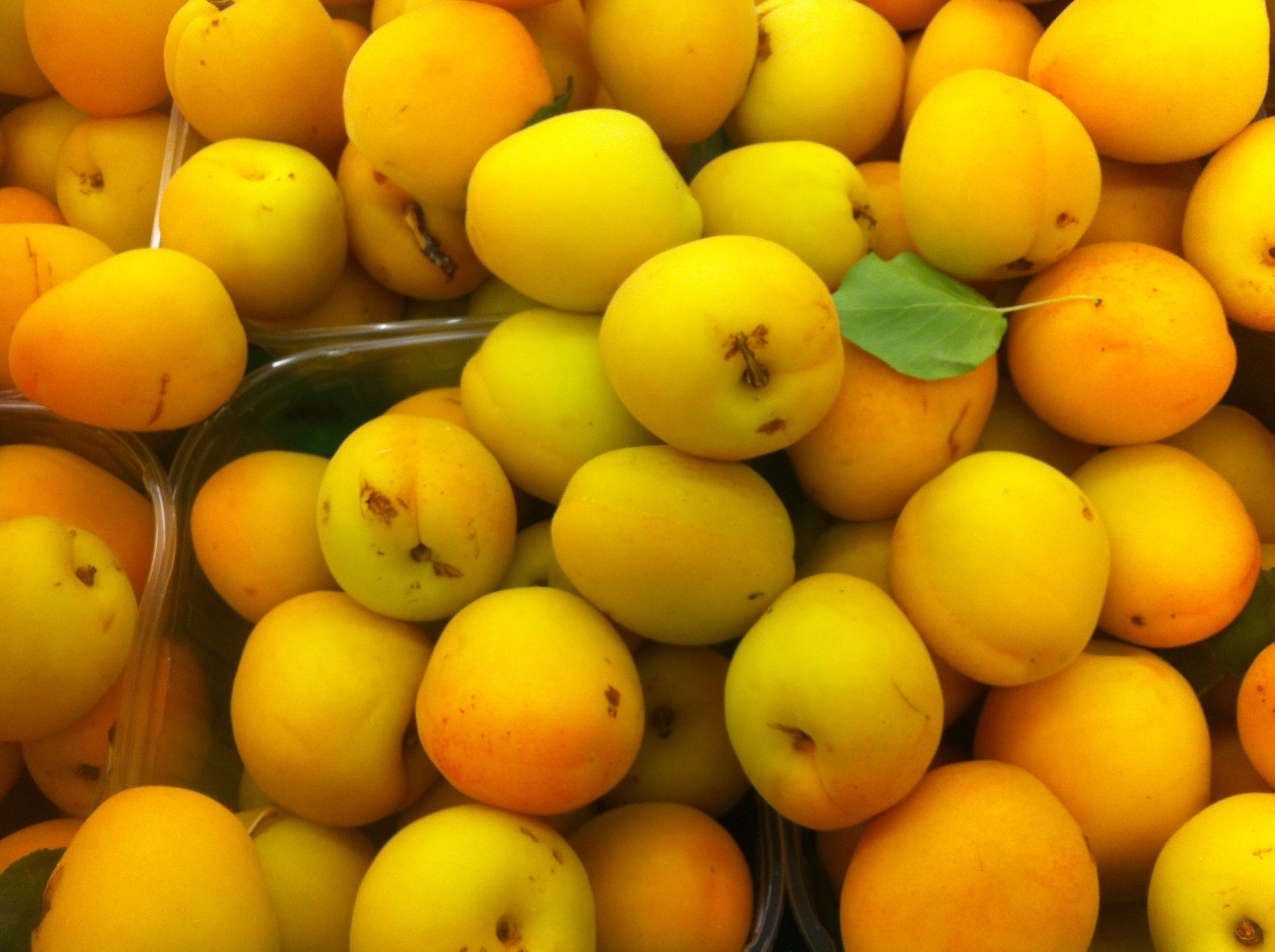 Italians love their apricots and so do I